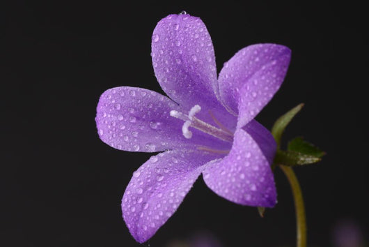 Close-up of violet with dew Wall Mural
