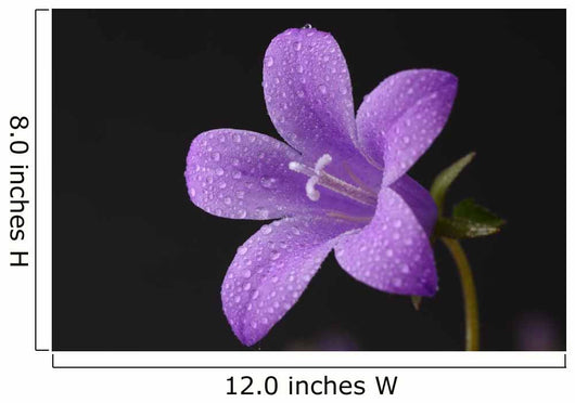 Close-up of violet with dew Wall Mural