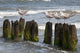 Seagulls Mole during Windy