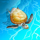 Turtle Blue Sea