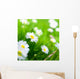 Spring Meadow Daisy