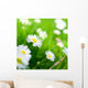 Spring Meadow Daisy