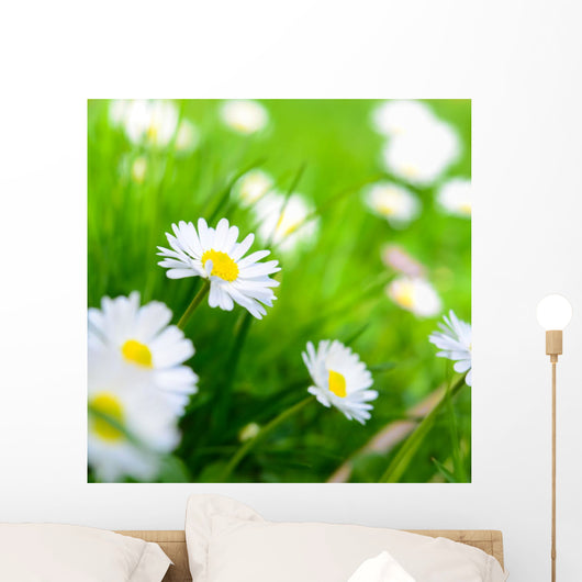 Spring Meadow Daisy