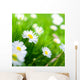 Spring Meadow Daisy