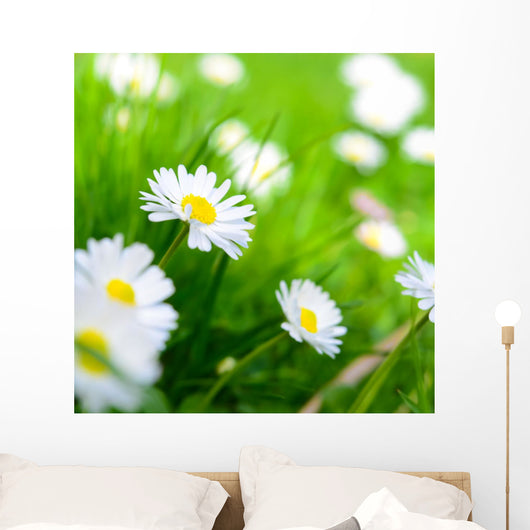 Spring Meadow Daisy