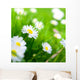 Spring Meadow Daisy