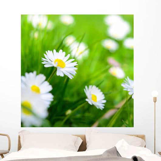 Spring Meadow Daisy