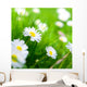 Spring Meadow Daisy