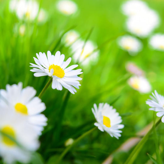 Spring Meadow Daisy