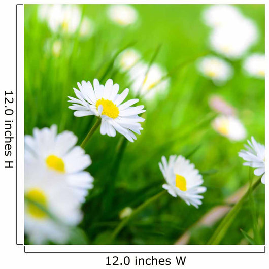 Spring Meadow Daisy