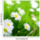 Spring Meadow Daisy