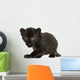 Black Leopard cub, 3 weeks old, staring and prowling Wall Mural