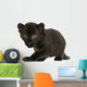 Black Leopard cub, 3 weeks old, staring and prowling Wall Mural