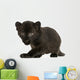 Black Leopard cub, 3 weeks old, staring and prowling Wall Mural