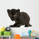 Black Leopard cub, 3 weeks old, staring and prowling Wall Mural