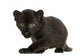 Black Leopard cub, 3 weeks old, staring and prowling Wall Mural