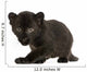 Black Leopard cub, 3 weeks old, staring and prowling Wall Mural