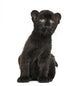 Black Leopard Cub Sitting, 3 Weeks Old, Isolated on White Wall Decal