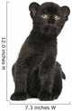 Black Leopard Cub Sitting, 3 Weeks Old, Isolated on White Wall Decal