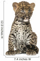 Spotted Leopard Cub Sitting