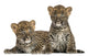 Two Spotted Leopard Cubs