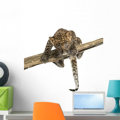 Spotted Leopard Cub Facing Wall Decal shown on a wall