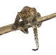 Spotted Leopard cub facing and prowling on a branch, 7 weeks old Wall Decal