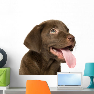Close-up Labrador Retriever Puppy shown on a wall
