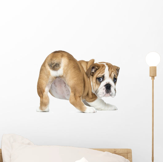 English Bulldog Puppy bottom up Wall Decal