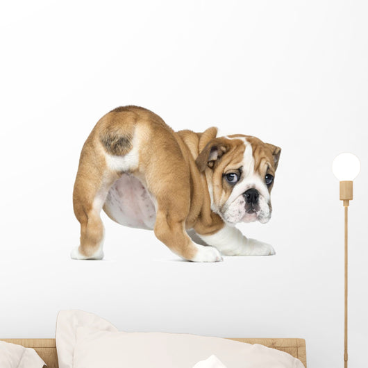 English Bulldog Puppy bottom up Wall Decal