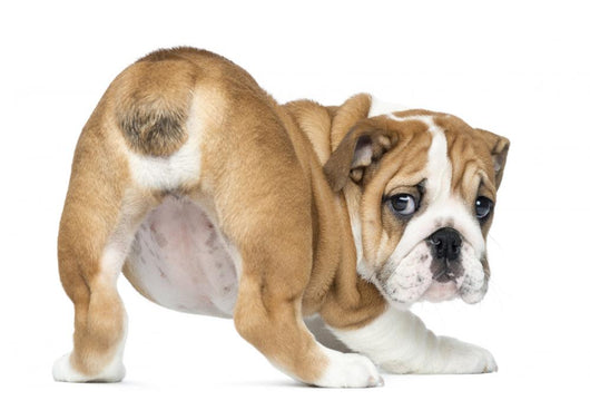 English Bulldog Puppy bottom up Wall Decal