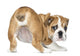 English Bulldog Puppy bottom up Wall Decal