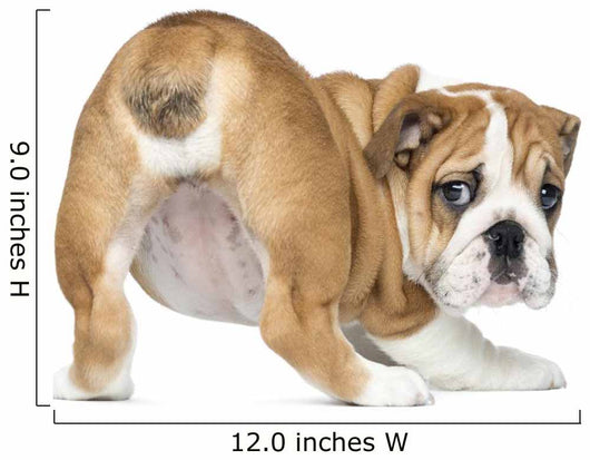 English Bulldog Puppy bottom up Wall Decal