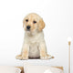 Labrador Puppy Sitting White