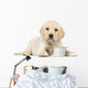 Labrador Retriever Puppy Wall Decal