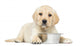 Labrador Retriever Puppy Wall Decal