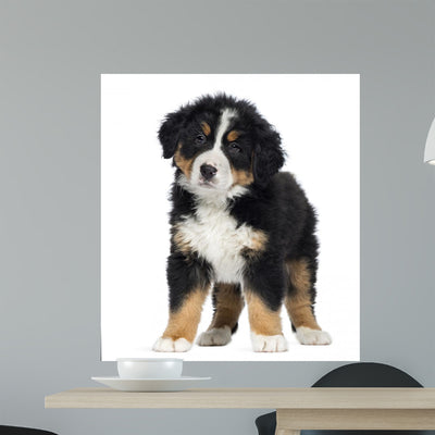 Bernese Mountain Dog Puppy Wall Decal shown on a wall