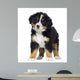 Bernese Mountain Dog Puppy Wall Decal