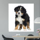 Bernese Mountain Dog Puppy Wall Decal
