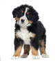 Bernese Mountain Dog Puppy Wall Decal
