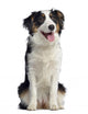 Australian Shepherd Dog Wall Decal
