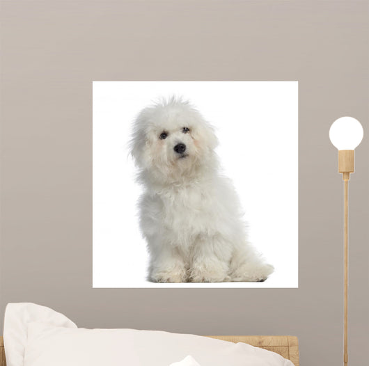Bichon Frisa 5 Months Wall Decal