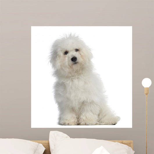 Bichon frisÃ©, 5 months old, sitting, isolated on white Wall Decal