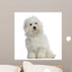 Bichon frisÃ©, 5 months old, sitting, isolated on white Wall Decal