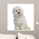 Bichon frisÃ©, 5 months old, sitting, isolated on white Wall Decal