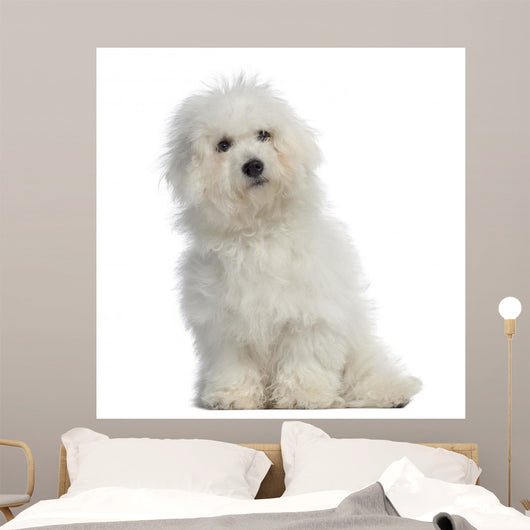 Bichon frisÃ©, 5 months old, sitting, isolated on white Wall Decal