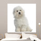 Bichon frisÃ©, 5 months old, sitting, isolated on white Wall Decal