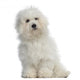 Bichon frisÃ©, 5 months old, sitting, isolated on white Wall Decal