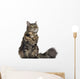 Maine coon cat, sitting and looking up, isolated on white Wall Decal
