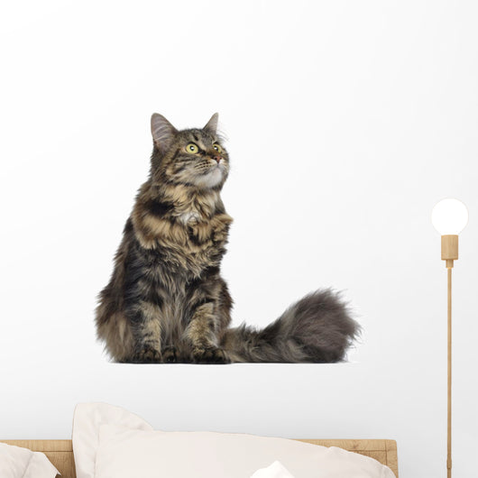 Maine coon cat, sitting and looking up, isolated on white Wall Decal